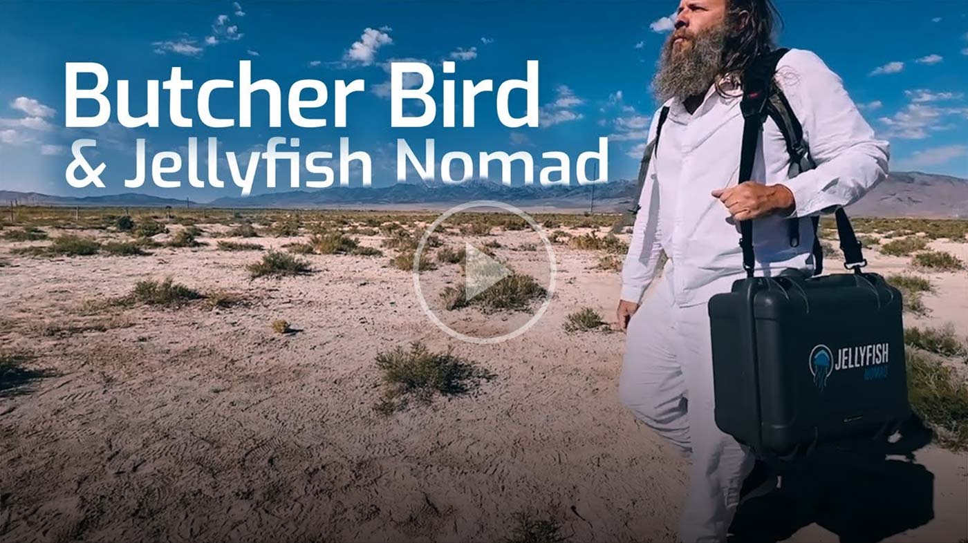 Butcher Bird and Jellyfish Nomad